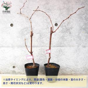 ITANSE ぶどうの苗 BKシードレス接木 ...の詳細画像2