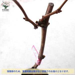 ITANSE ぶどうの苗 BKシードレス接木 ...の詳細画像3