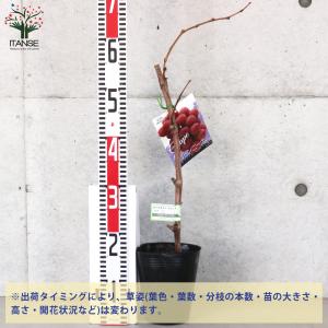 ITANSE ぶどうの苗 クイーンニーナ接木 ...の詳細画像1