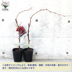 ITANSE ぶどうの苗 クイーンニーナ接木 ...の詳細画像2