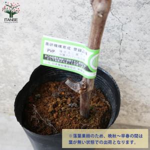 ITANSE ぶどうの苗 クイーンニーナ接木 ...の詳細画像3