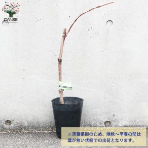 ITANSE ぶどうの苗 クイーンニーナ接木 ...の詳細画像4
