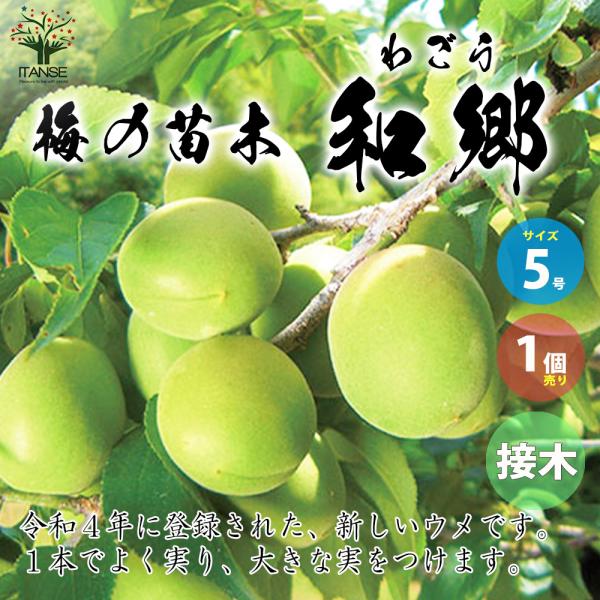 ITANSE 梅の苗木 品種：和郷(わごう) 果樹の苗木 5号 接木苗/1個売り 梅苗 うめの苗 う...