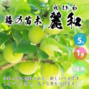 ライム 苗木 フレーバーグリーン 種なしライム 3年生接木大苗 産地で