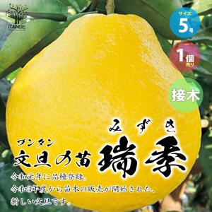 晩白柚 苗 【晩白柚 （ばんぺいゆ）】 5年生 接ぎ木 大苗 : 苗木の専門