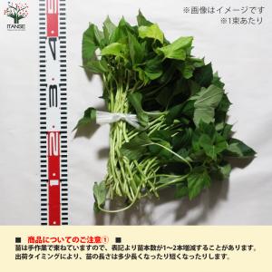ITANSE さつまいも切苗 紅あずま 野菜の...の詳細画像1