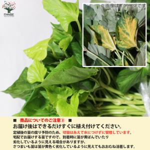 ITANSE さつまいも切苗 紅あずま 野菜の...の詳細画像2