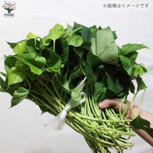ITANSE さつまいも切苗 紅あずま 野菜の...の詳細画像3