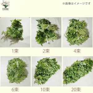 ITANSE さつまいも切苗 紅あずま 野菜の...の詳細画像4