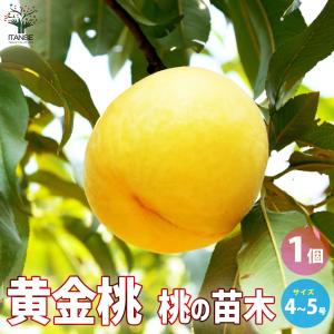 ITANSE 桃の苗木 黄金桃 果樹の苗木 4〜5号ポット/1個売り モモ苗 モモの苗 もも苗 ももの苗木 桃の苗 桃苗 李の苗 ガーデニング 家庭菜園 イタンセ公式