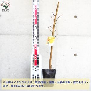 ITANSE 桃の苗木 黄金桃 果樹の苗木 4...の詳細画像1