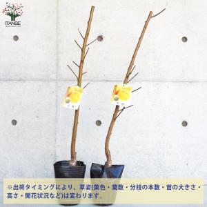 ITANSE 桃の苗木 黄金桃 果樹の苗木 4...の詳細画像2