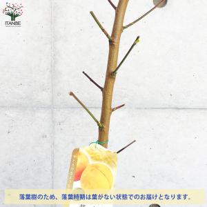ITANSE 桃の苗木 黄金桃 果樹の苗木 4...の詳細画像3