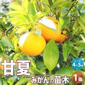オレンジ 苗木 【紅甘夏 （べにあまなつ）】 3年生 接ぎ木 約1.0m 大苗