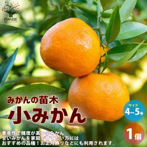 果樹の苗 ミカン 津之輝（つのかがやき）4〜5号ポット : 園芸ネット