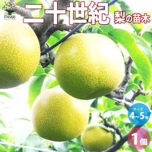 ITANSE 梨の苗木 二十世紀 果樹の苗木 4〜5号ポット/1個売り 果樹苗 果樹の苗 梨の苗 果樹 梨 なし ナシ 植木 栽培 地植え 鉢植え イタンセ公式｜itanse