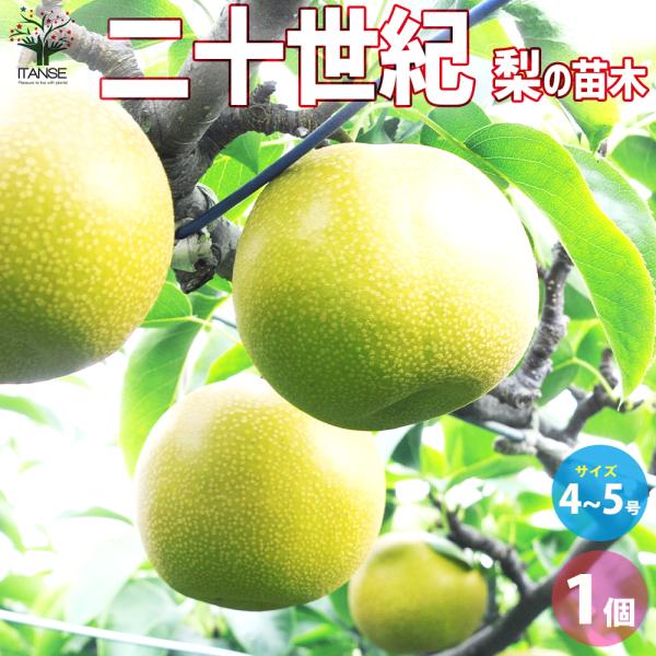 ITANSE 梨の苗木 二十世紀 果樹の苗木 4〜5号ポット/1個売り 果樹苗 果樹の苗 梨の苗 果...