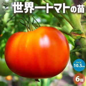 ITANSE 世界一トマト 野菜の苗 10.5c...の商品画像