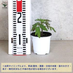 ITANSE 世界一トマト 野菜の苗 10.5...の詳細画像1