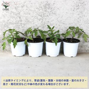ITANSE 世界一トマト 野菜の苗 10.5...の詳細画像2