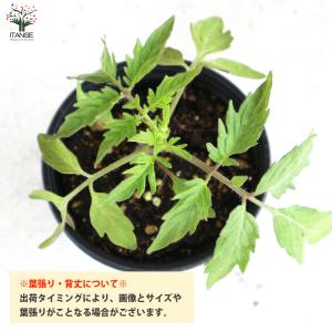 ITANSE 世界一トマト 野菜の苗 10.5...の詳細画像3