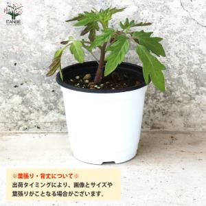 ITANSE 世界一トマト 野菜の苗 10.5...の詳細画像4
