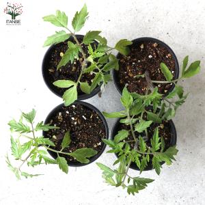ITANSE 世界一トマト 野菜の苗 10.5...の詳細画像5