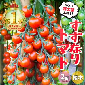 ITANSE ミニトマトの苗 すずなりトマト 接木苗 野菜の苗 9cmポット お買い得2個セット 人気 家庭菜園 簡単栽培 送料無料 イタンセ公式｜野菜苗・植物・青果物販売のITANSE