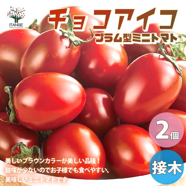 ITANSE ミニトマトの苗 チョコアイコ 接木苗 野菜の苗 9cmポット お買い得2個セット 人気...