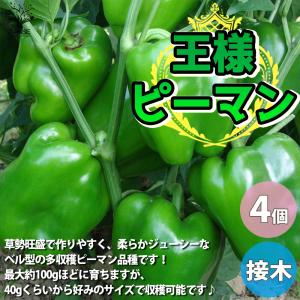 ITANSE ピーマンの苗 王様ピーマン 接木苗 野菜の苗 9cmポット お買い得4個セット 人気 家庭菜園 簡単栽培 収穫 送料無料 イタンセ公式｜itanse