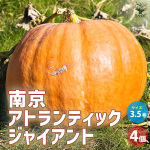 ITANSE 巨大カボチャの苗 アトランティック ジャイアント 野菜の苗 3.5号ポット お買い得4...