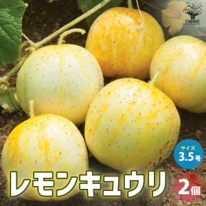 ITANSE レモンキュウリの苗 野菜の苗 3.5号ポット お買い得2個セット 人気 家庭菜園 簡単栽培 収穫 送料無料 イタンセ公式｜itanse