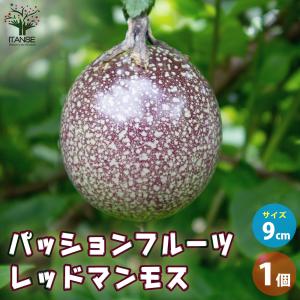 パッションフルーツ イエロー 5号 ポット大苗 : 苗木部 花ひろば