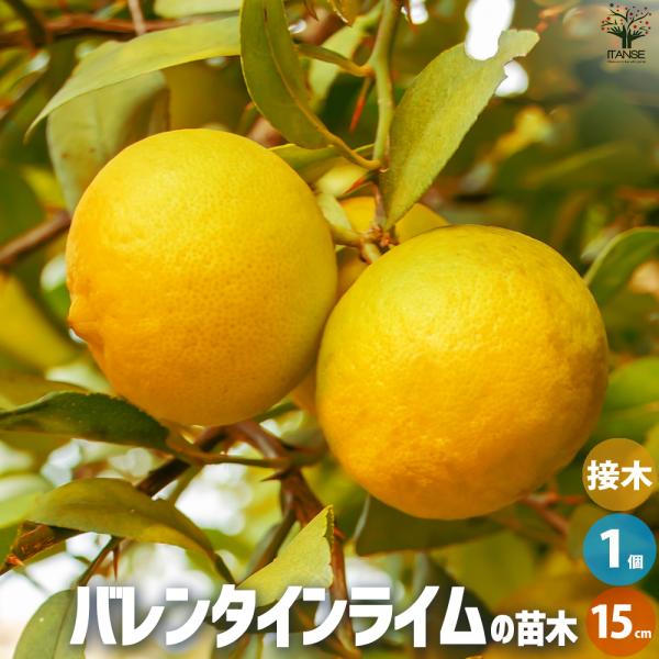 ITANSE ライムの苗木 バレンタインライム 果樹の苗木 15cmポット 1年生 接木苗/1個売り...