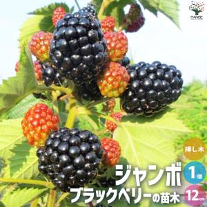 日本花キ流通 予約販売 ジャンボ ブラックベリー 苗 あみ 10.5cmポット