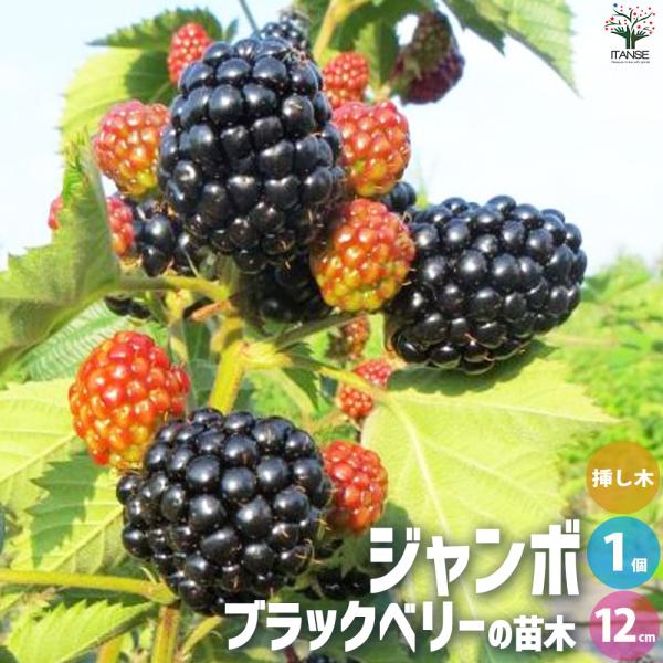 ITANSE ブラックベリーの苗木 ジャンボ 果樹の苗 12cmポット 1年生 挿し木苗/1個売り ...