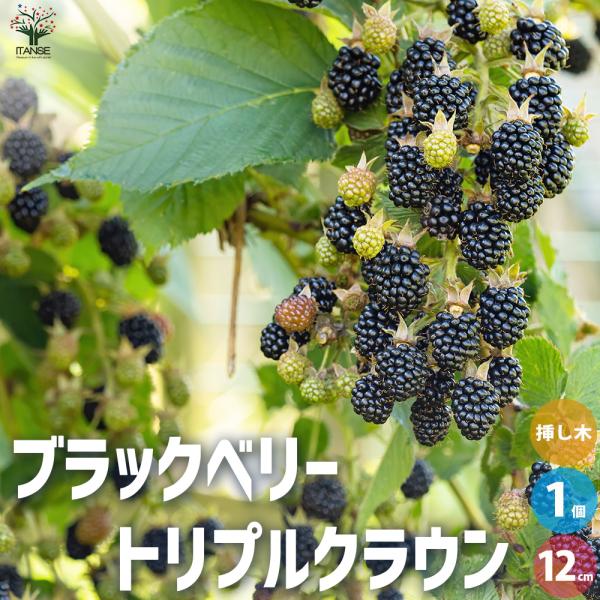 ITANSE ブラックベリーの苗木 トリプルクラウン 果樹の苗 12cmポット 1年生 挿し木苗/1...