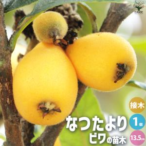 希少　ホワイトサポテ　苗木　台木　実生苗木　南国フルーツ　謎フルーツ 2026年最新】ホワイトサポテ 苗の人気アイテム - メルカリ