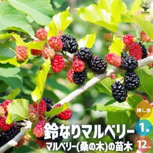 キンミツマンゴー苗（金蜜）接木苗 : りゅうか商事 - 通販 - Yahoo 