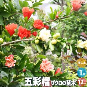 オレンジ 苗木 【日向夏 （ひゅうがなつ）】 3年生 接ぎ木 約1.0m 大苗