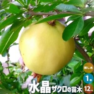 ITANSE スイート種無ザクロ モラールデエルチェ 果樹の苗木 4号鉢
