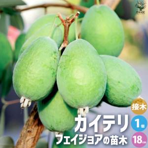 フェイジョア リサ（R）アントワネット 4号ポット 挿し木苗 苗木