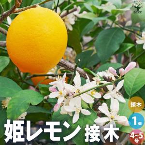 マイヤーレモン】 4年生接木苗 大苗 レモン ※納期指定:発送予定