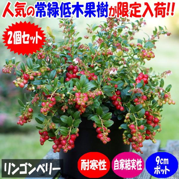 ITANSE リンゴンベリー 果樹の苗 9cmポット 挿し木苗/お買い得2個セット 果樹 果樹の苗 ...