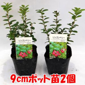 ITANSE リンゴンベリー 果樹の苗 9cm...の詳細画像1