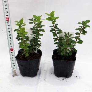 ITANSE リンゴンベリー 果樹の苗 9cm...の詳細画像2
