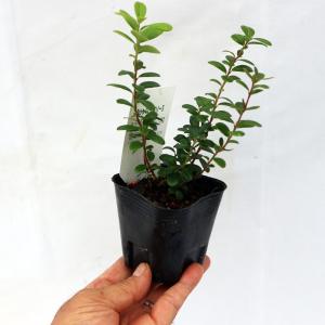 ITANSE リンゴンベリー 果樹の苗 9cm...の詳細画像3