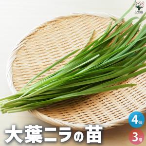 ITANSE 大葉ニラ 野菜の苗 3号ポット/お買い得4個セット 古美良 フタモジ 栽培 庭園 菜園 庭 趣味 イタンセ公式｜itanse