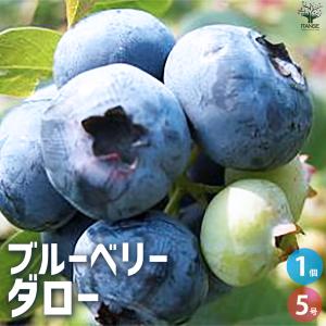 ITANSE ブルーベリー ブルーレイ 果樹の苗木 5号ポット/1個売り V