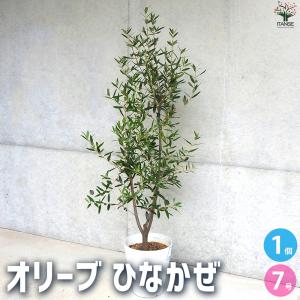 セントキャサリン】 3年生苗 6号 オリーブM [花木苗木・常緑樹・庭木